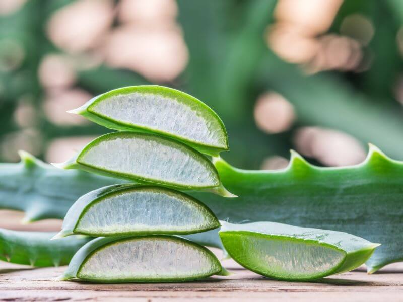 Aloe Vera - Wirkung der antiken Beauty Power Pflanze