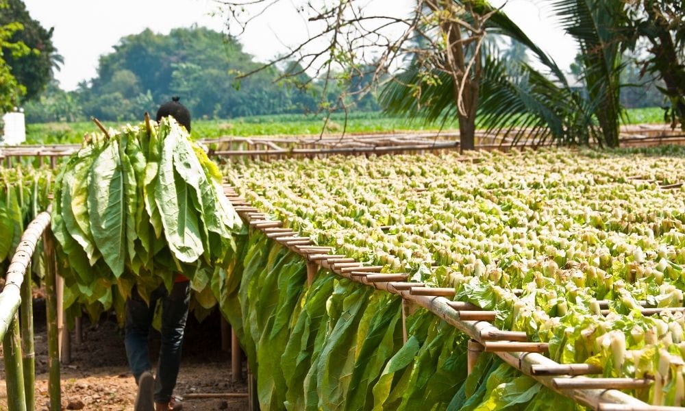 tobacco leaves benefits for hair Tobacco Leaf in Cosmetics